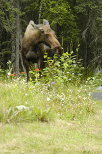 Alaska Moose